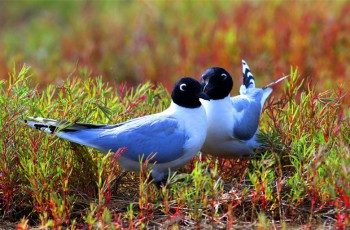 上汽集团发布2025年年报：筑底企稳显韧性，回升提速开新局